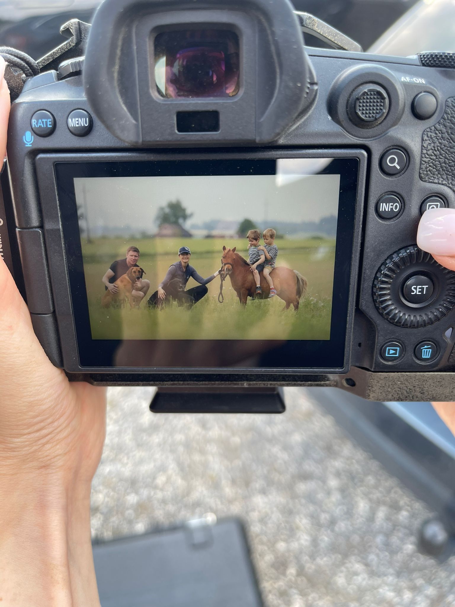 Fohlen auf der Weide